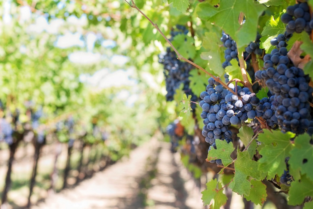 Workers in the Vineyard